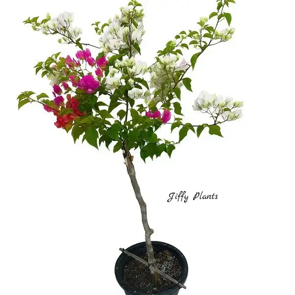 Multigrafted Bougainvillea