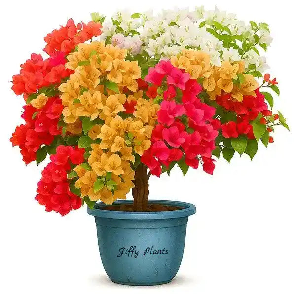 Multigrafted Bougainvillea