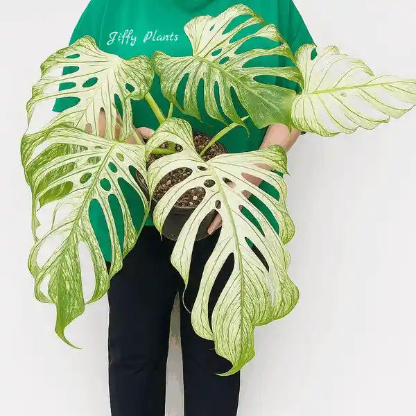 Monstera Deliciosa White Monster - Super Rare