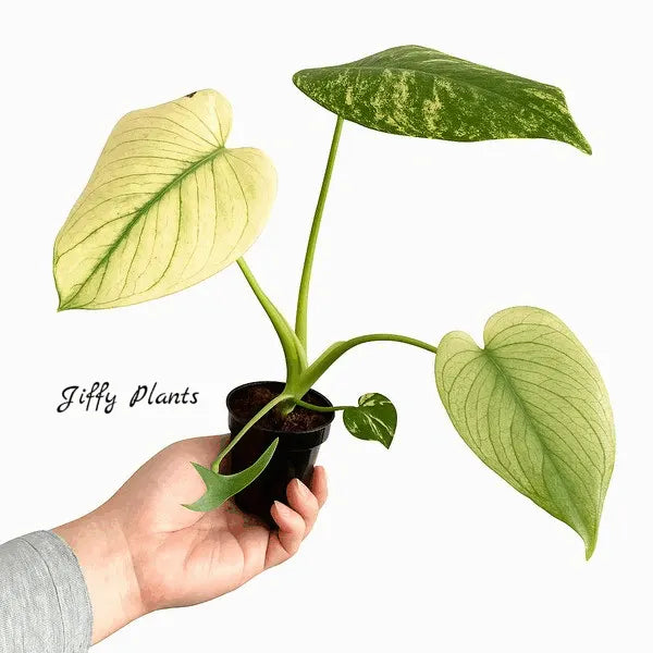 Monstera Deliciosa White Monster - Super Rare