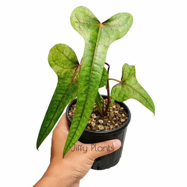 Abelmoschus Manihot sp. papua Cenderawasih - Super Rare