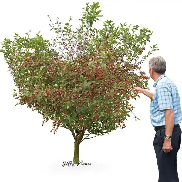 Barbados Cherry plant, West India Cherry