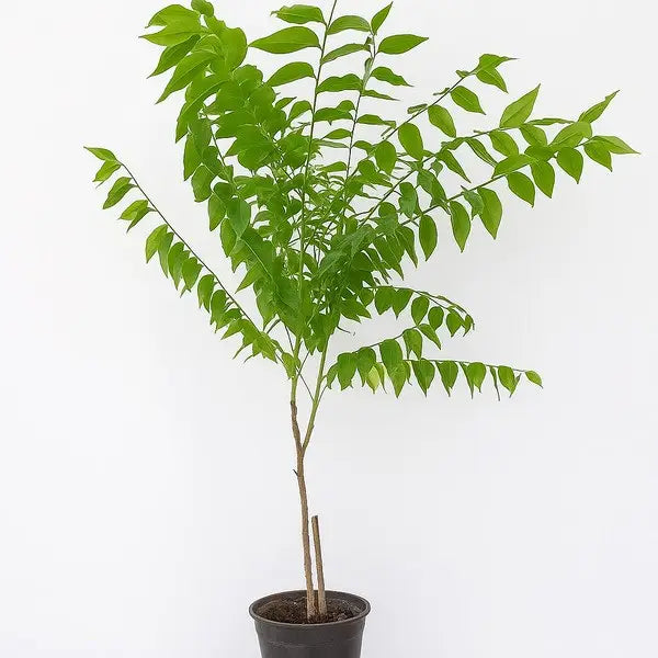 Phyllanthus Acidus, Ari Nellikka, Star Gooseberry