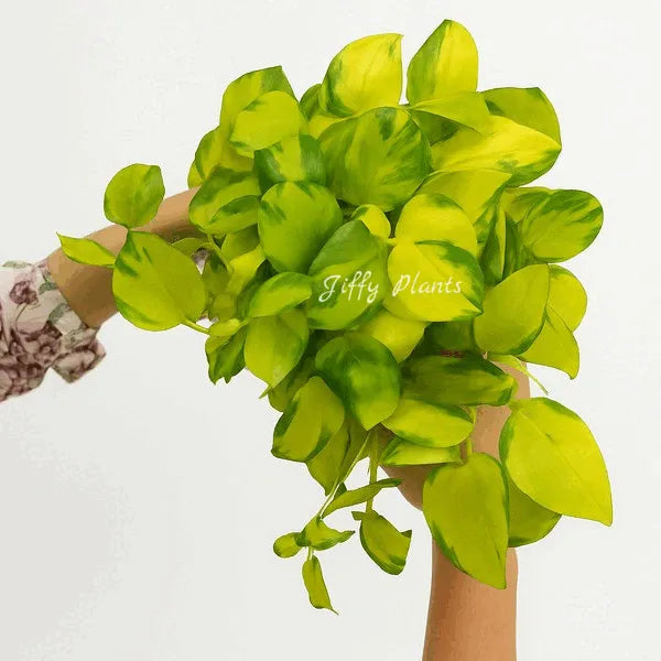 Neon Joy Pothos, Epipremnum Neon Njoy - Rare