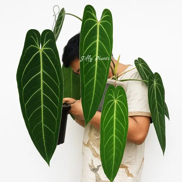 Anthurium Queen, Warocqueanum - Super Rare