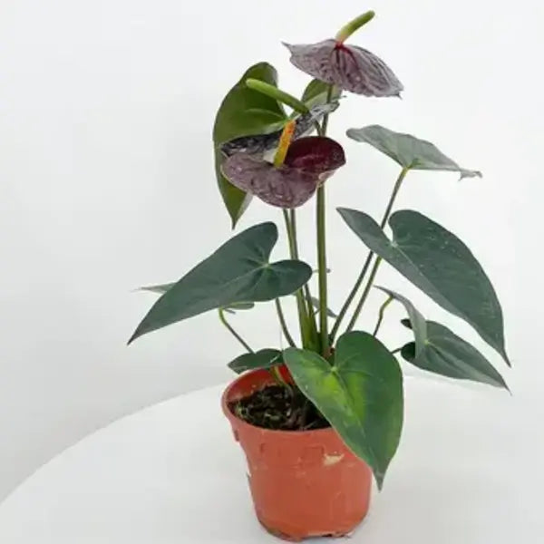 Anthurium Chocolate - Single Shoot