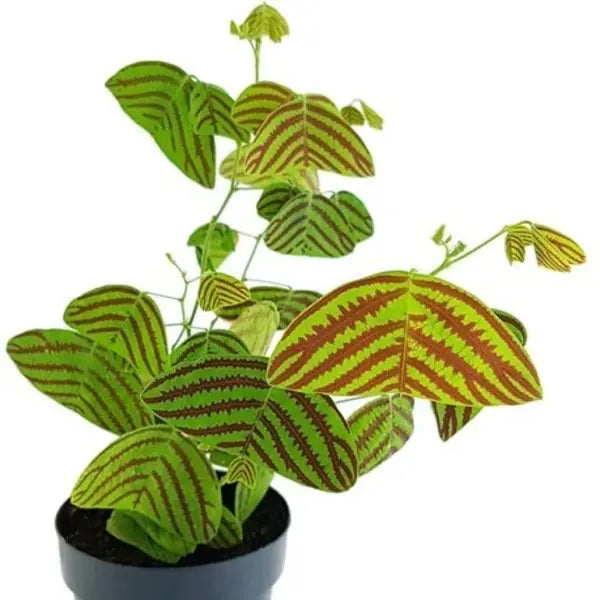 Red Butterfly wing plant + Christia obcorata plant - Combo