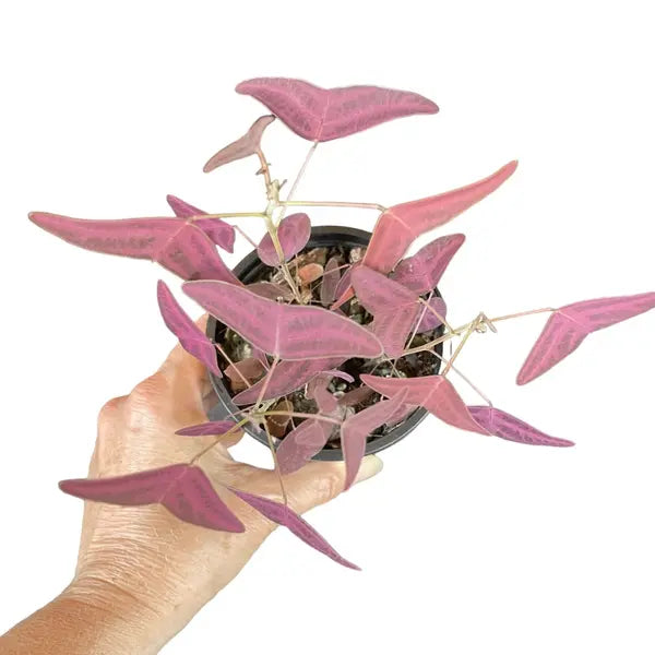 Red Butterfly wing plant + Christia obcorata plant - Combo