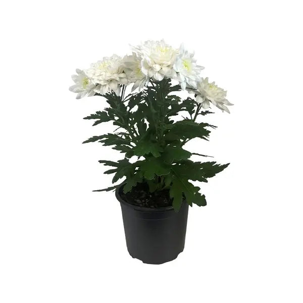 Chrysanthemum White (Jamanthi)