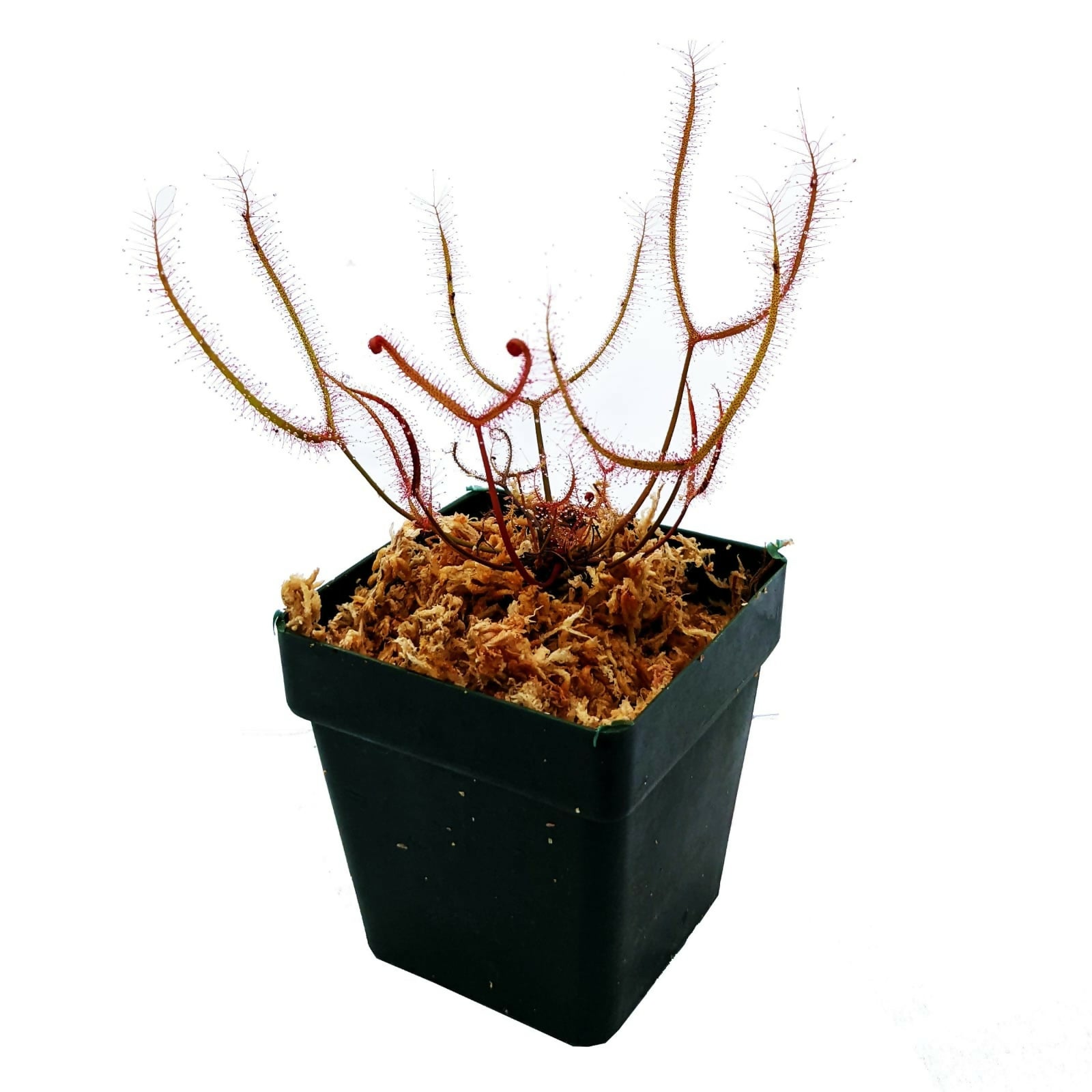 Drosera binata / Forked Sundew / Fork Leaved Sundew / Carnivorous Plant