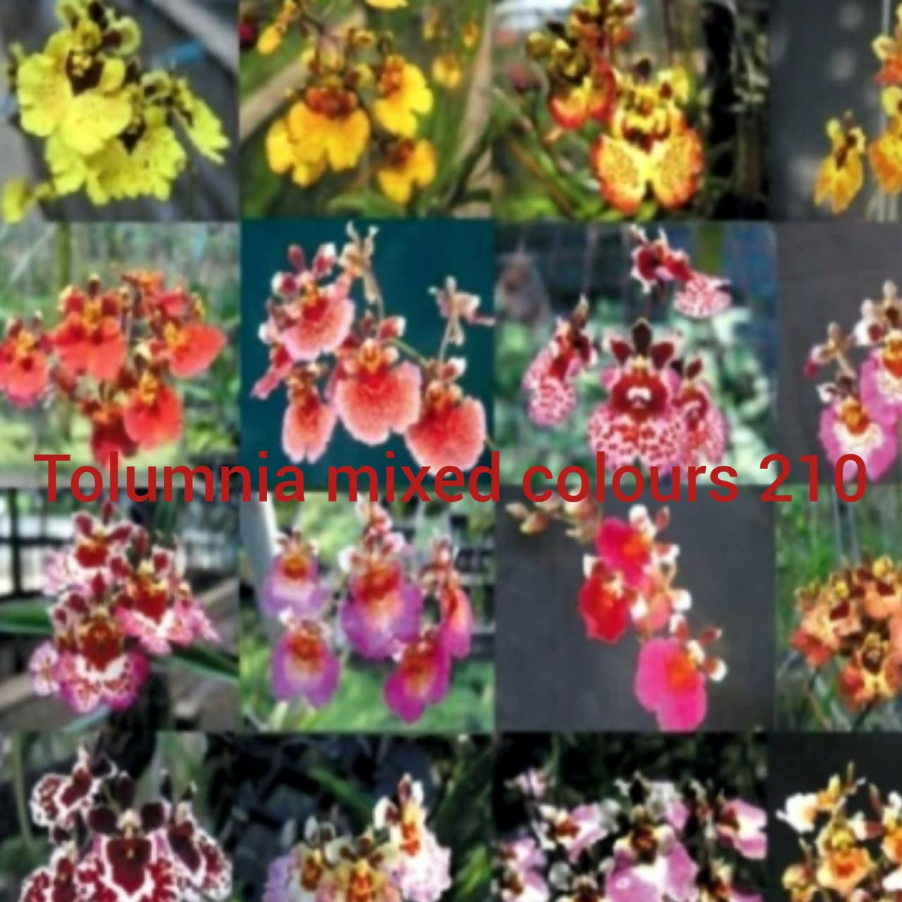 Tolumnia Orchid Mixed Colours 210
