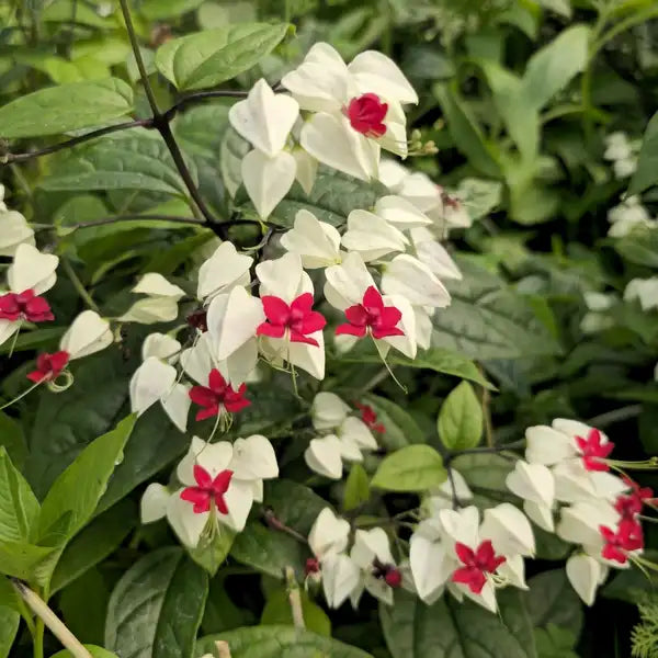 Bleeding Heart Vine White, Clerodendrum Thomsoniae Plant