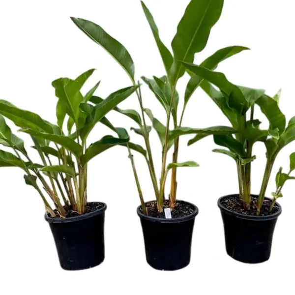 Heliconia Solomonensis