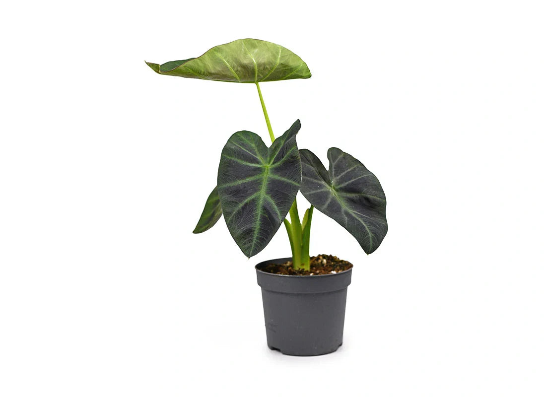 Colocasia Illustris