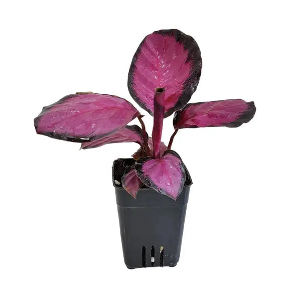 Calathea Roseopicta Crimson