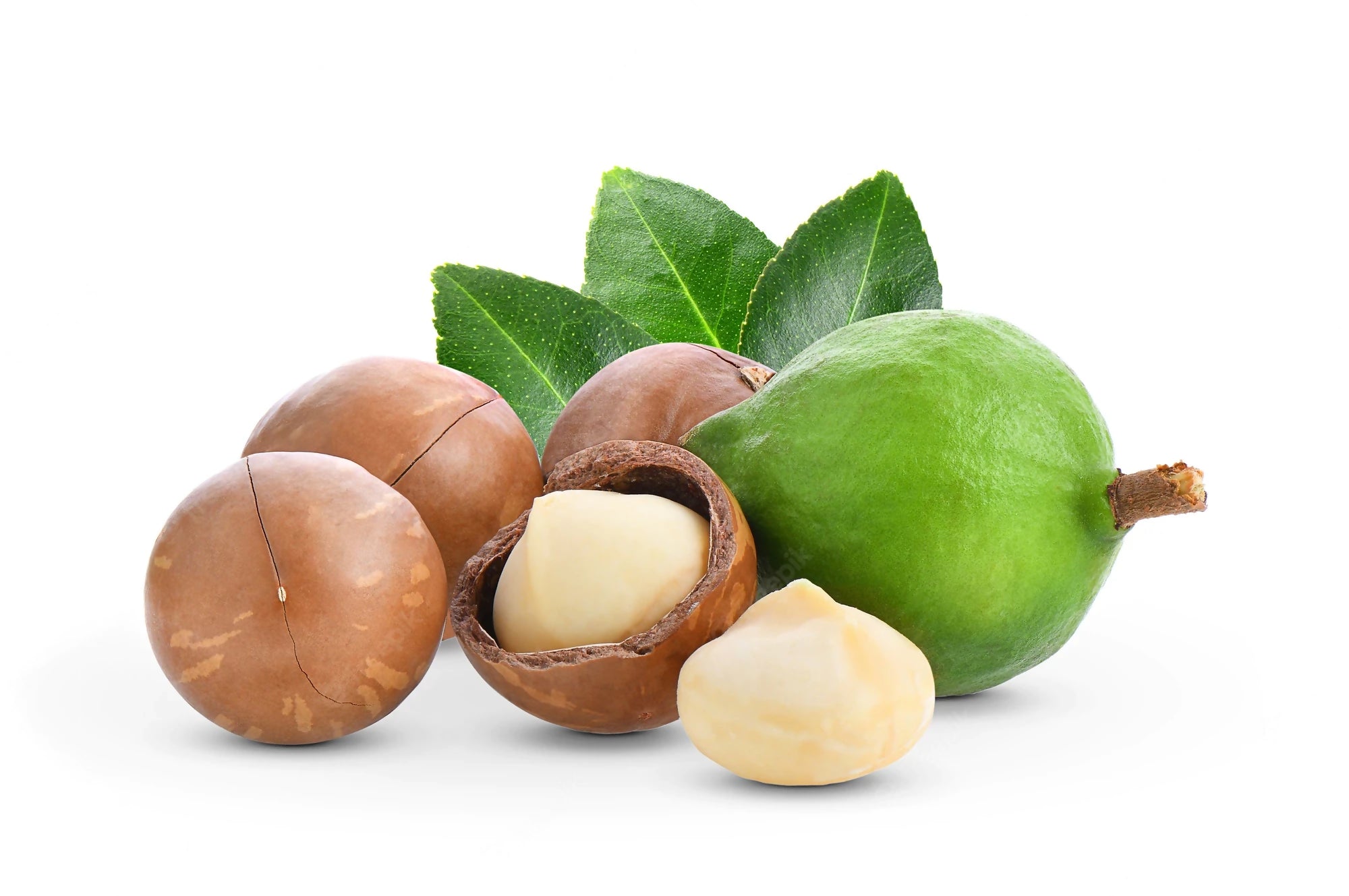 Macadamia Nut Fruit Plant (Macadamia integrifolia)