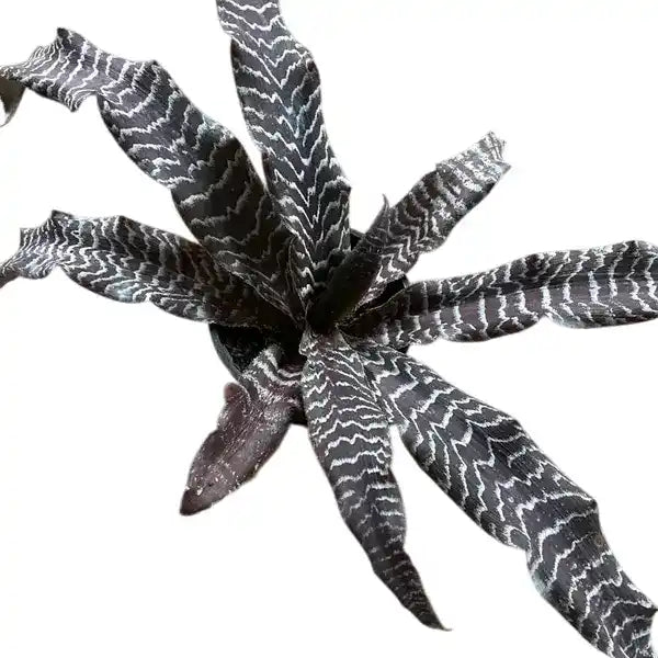 Cryptanthus zonatus