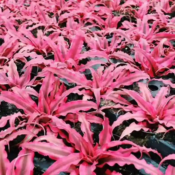 Cryptanthus Bivittatus Red Star