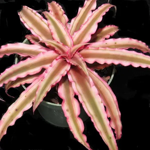 Cryptanthus Bivittatus Pink Starlight