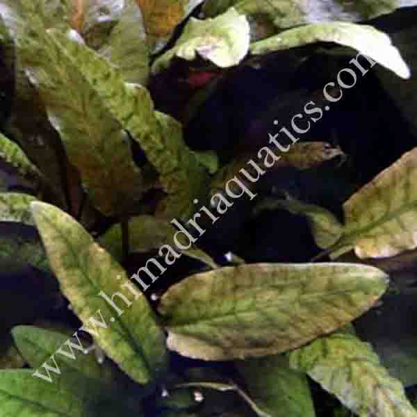 Cryptocoryne wendtii tropica (single plant)