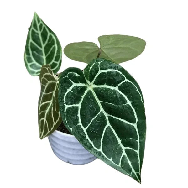 Anthurium Crystallinum Miniature