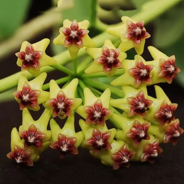 Hoya Densifolia - Yellow Flower