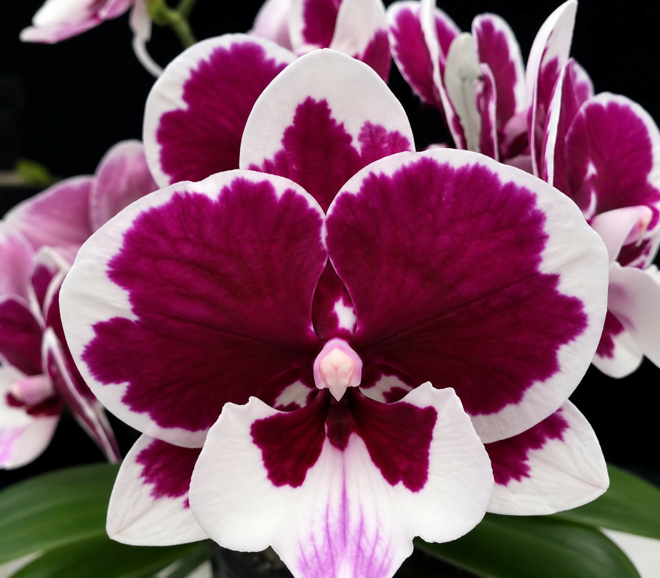 Phalaenopsis-1313