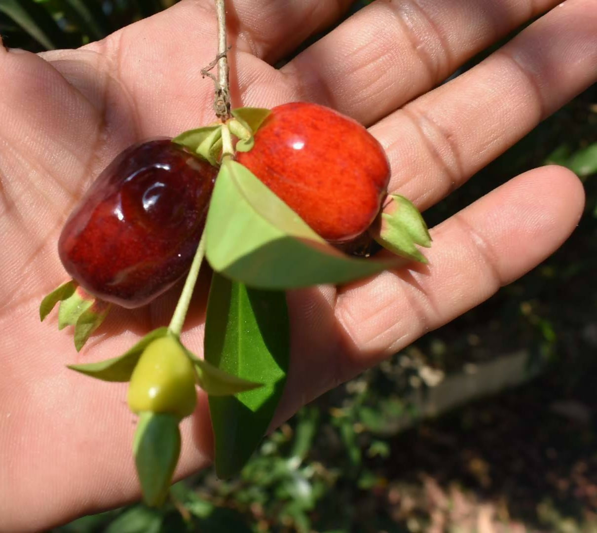 Cherry of the Rio Grande (Eugenia Involucrata)