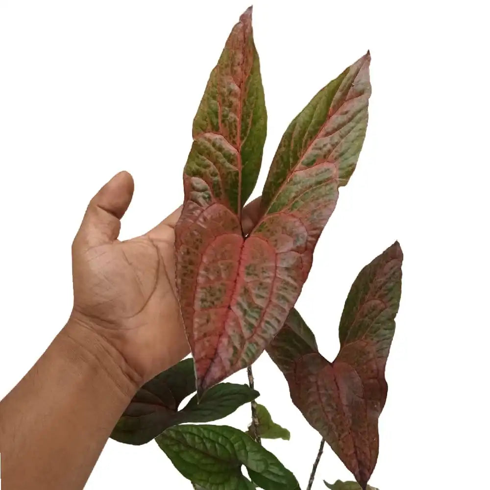 Cyrtosperma Johnstonii- Rare