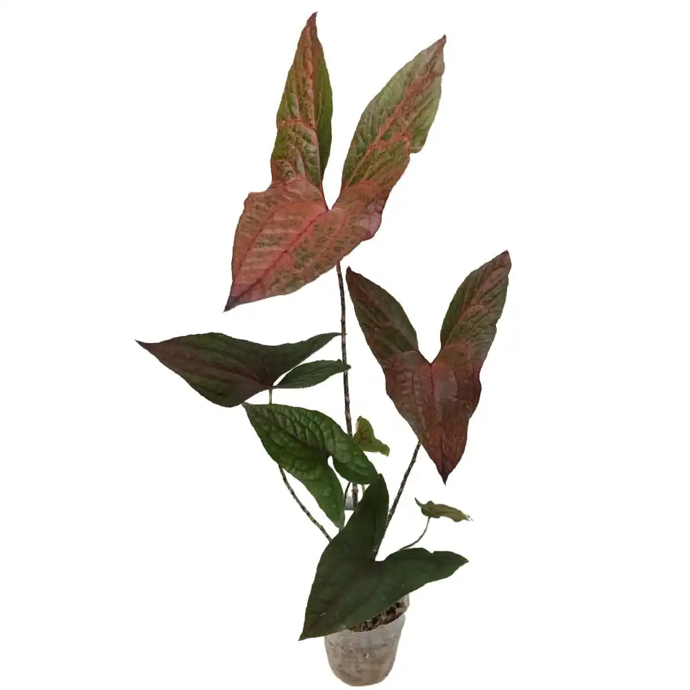 Cyrtosperma Johnstonii- Rare