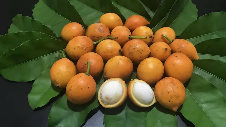 Bacupari Fruit Plants (Garcinia Brasiliensis)