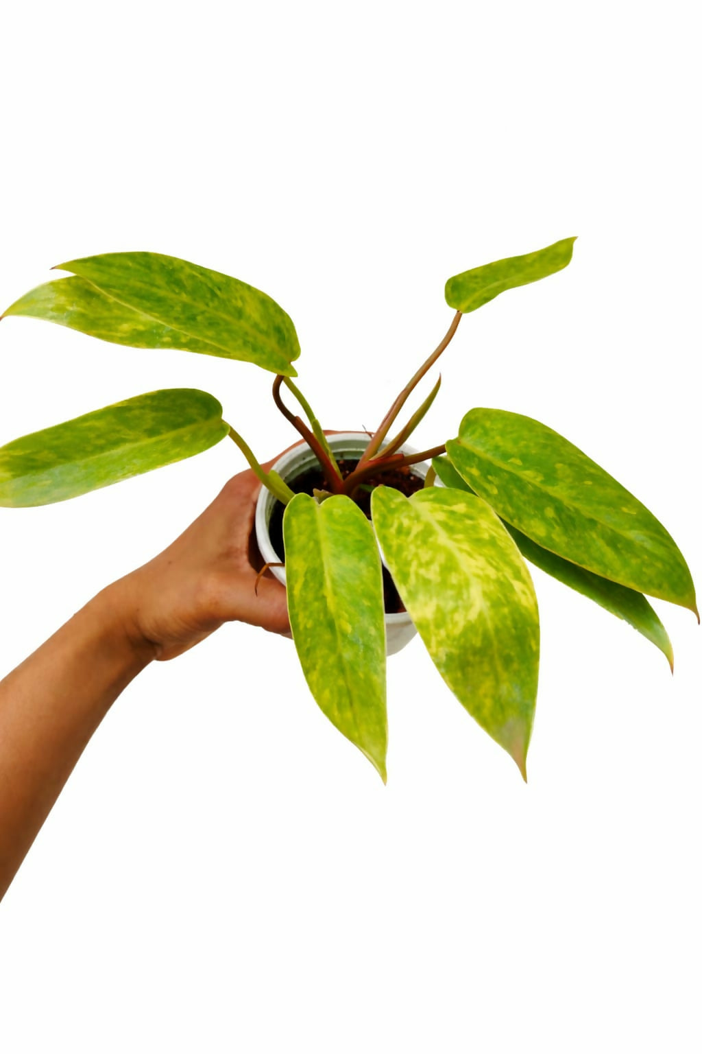 Philodendron Painted Lady