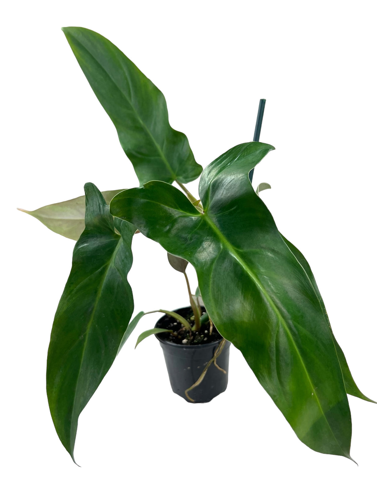 Philodendron mexicanum