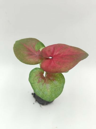 Caladium daranopparat