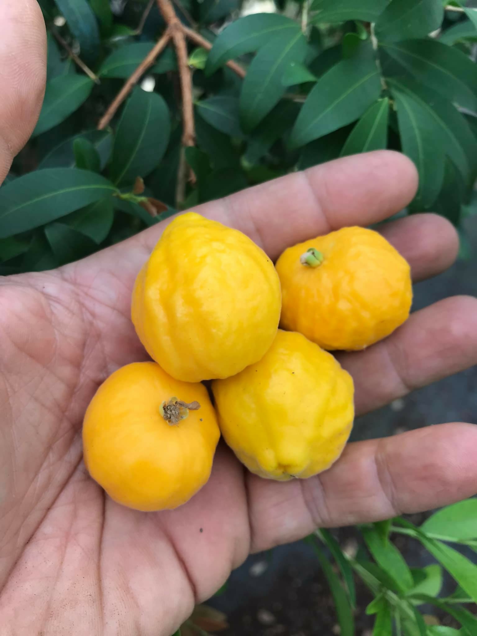 Uvaia Fruit Live Plant (Eugenia pyriformis)