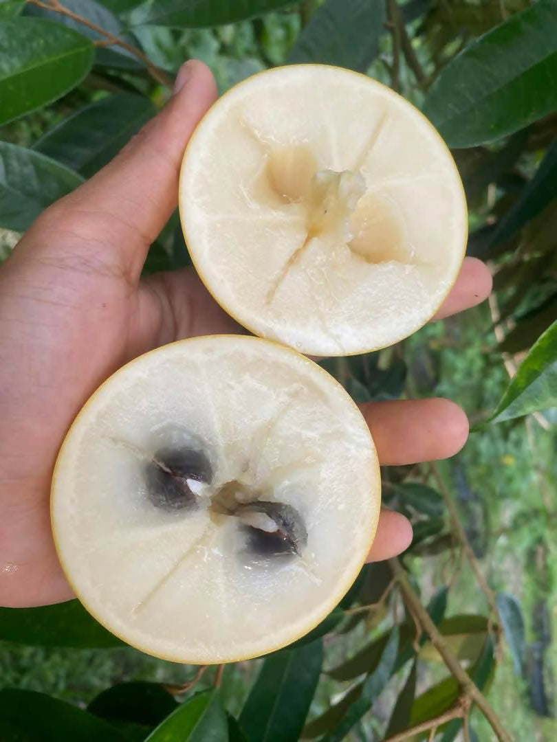 Abiu Fruit Live Plants (Pouteria Caimito)