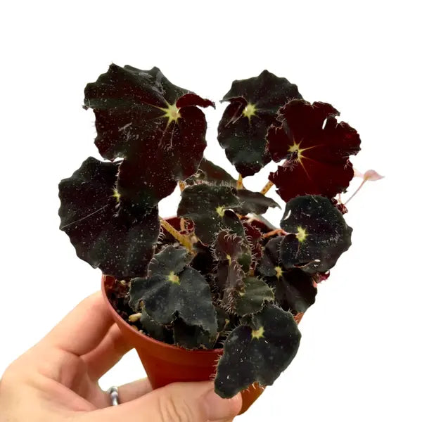 Begonia Dark Mambo