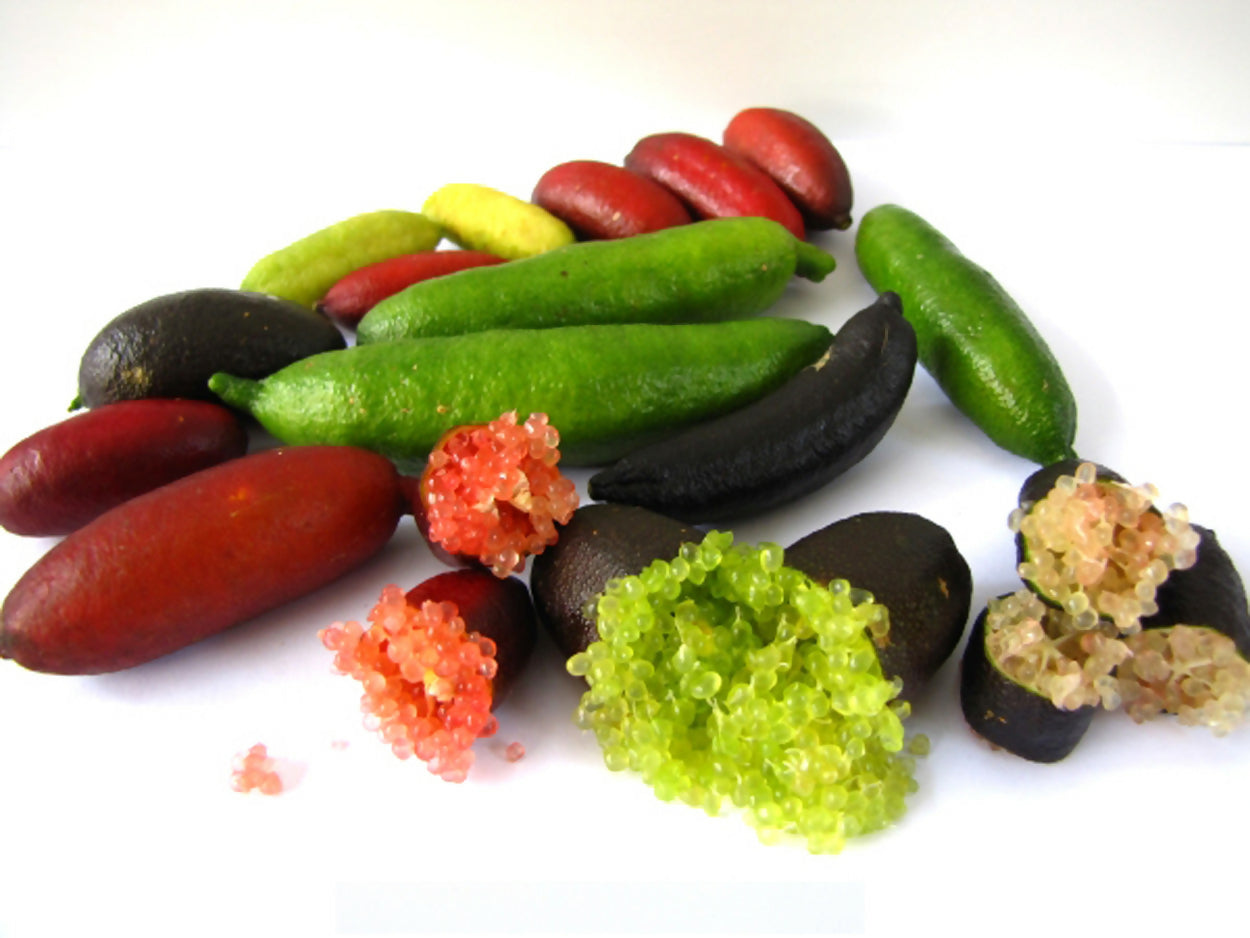 Finger Lime (Citrus australasica) Fruit Plant
