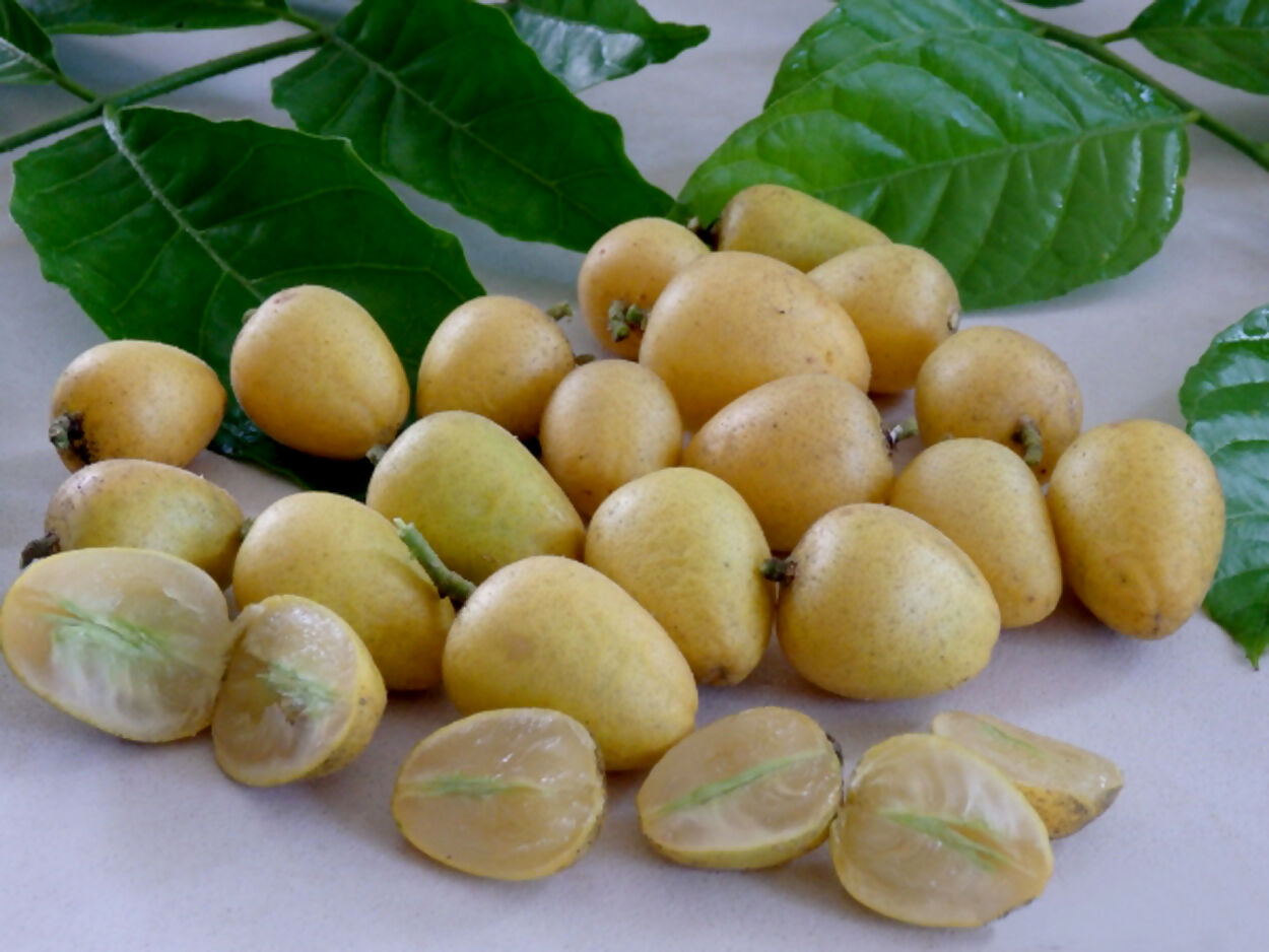 Wampee Fruit Plants (Clausena Lansium)