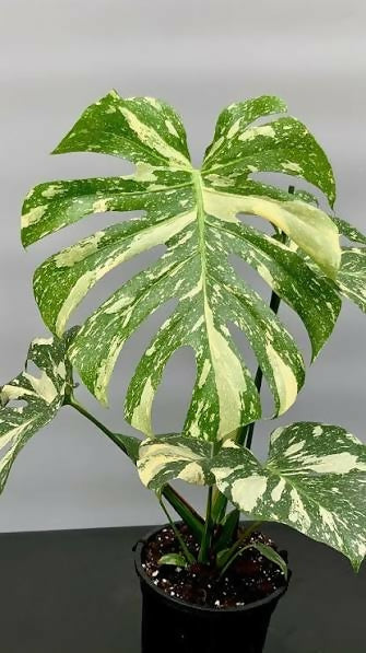 Monstera Deliciosa Thai constellation Variegated – Rare Collector's Plant - Aloevera Greens