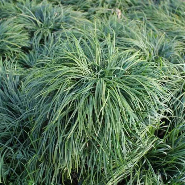 Ophiopogon Japonica plant (Mondo Grass)