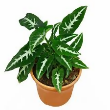 Syngonium wendlandii