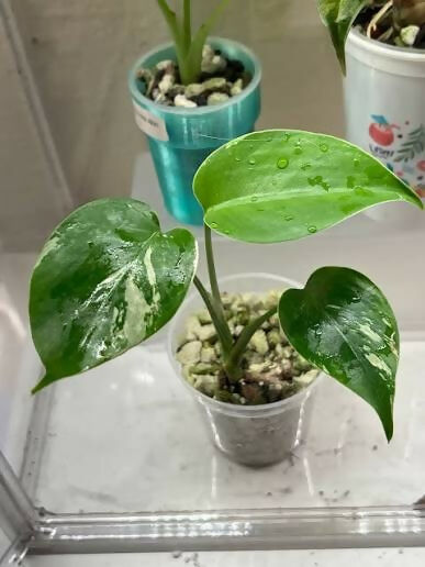 Monstera Jungle Mint Variegated - Aloevera Greens