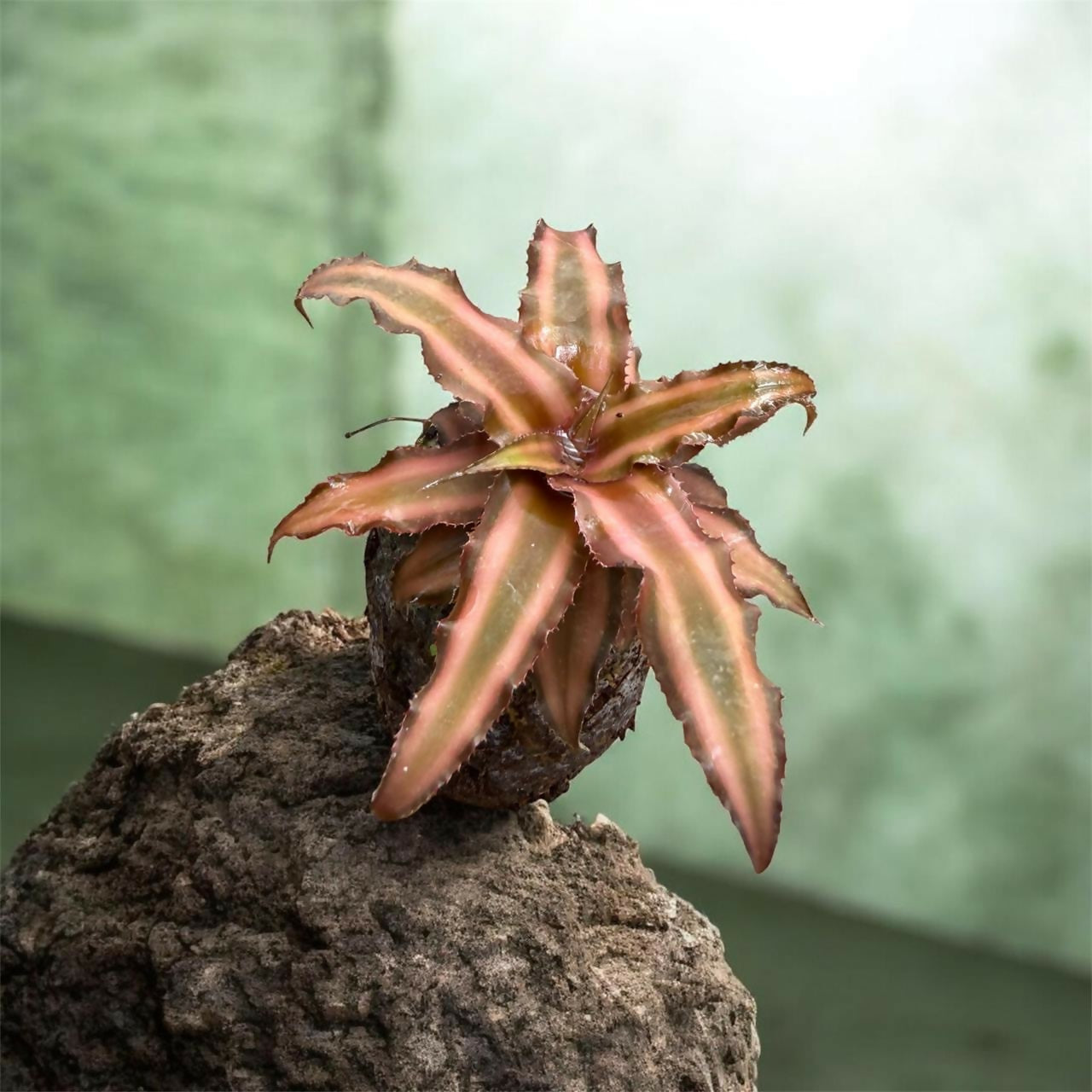 Chocolate Crypthanthus–Jiffy sized