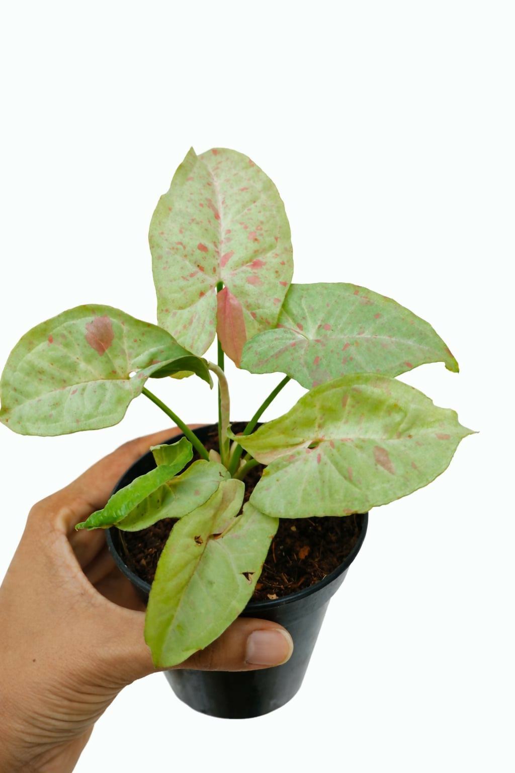 Syngonium Milk Confetti