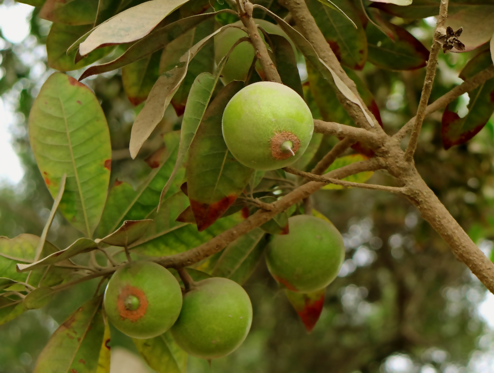 Lucuma Fruit Plant (Pouteria Lucuma)