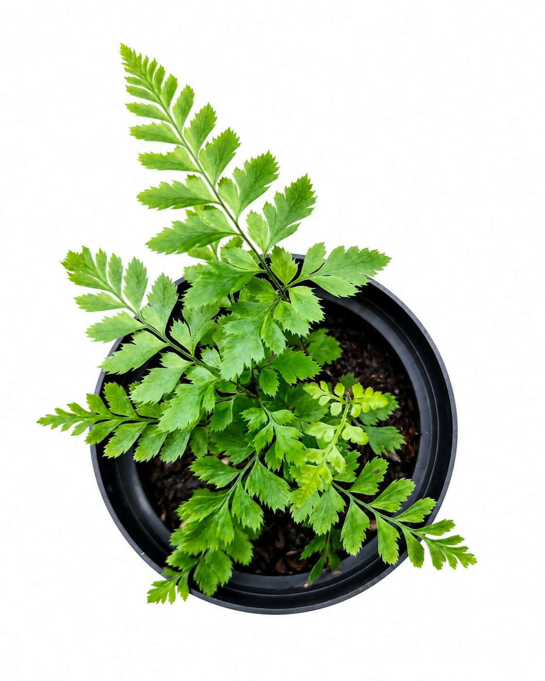 East Indian Holly Fern – Sapling- The Lush Flora
