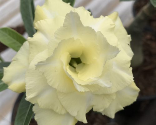 Adenium Plant-61