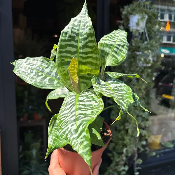 Dracena Goldieana