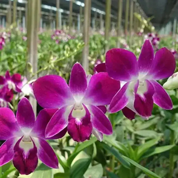 Dendrobium (DS-006)